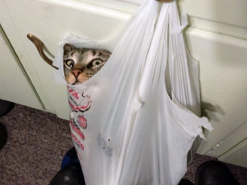 "It's even a shame to remember such a thing!»: shameful moments of naughty cats