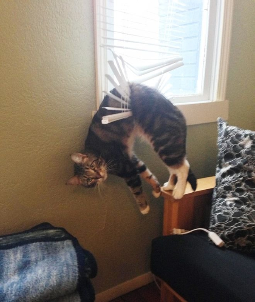 "It's even a shame to remember such a thing!»: shameful moments of naughty cats