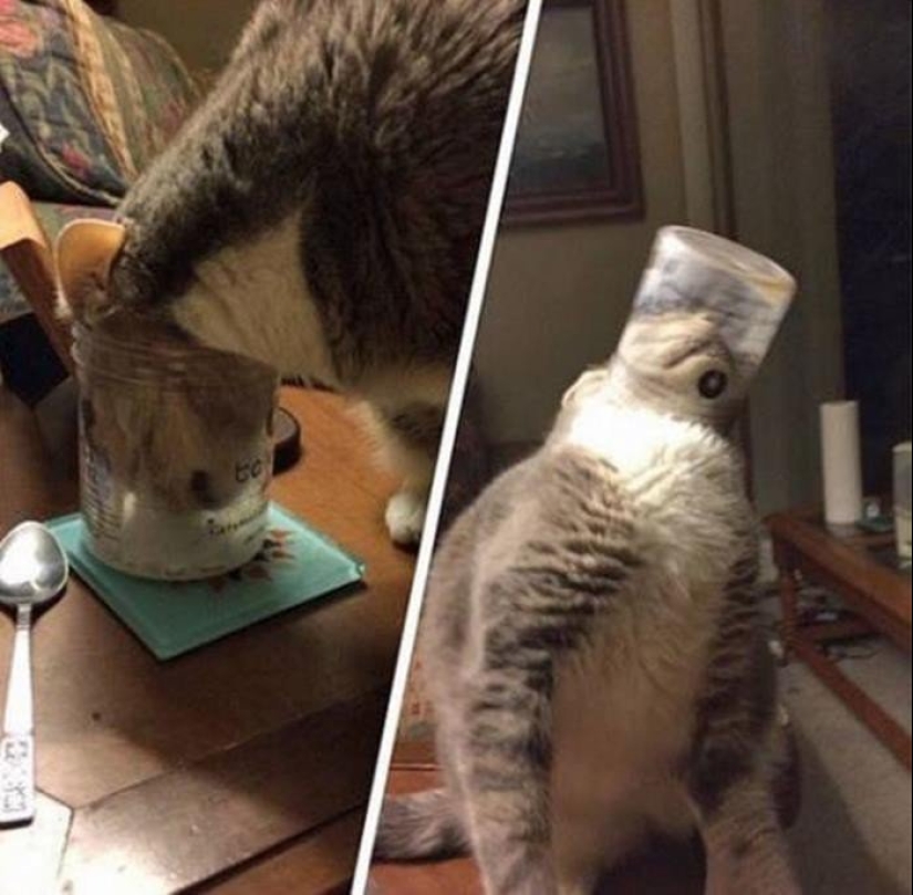 "It's even a shame to remember such a thing!»: shameful moments of naughty cats