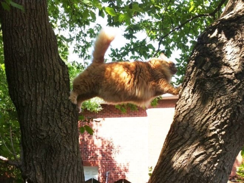 "It's even a shame to remember such a thing!»: shameful moments of naughty cats