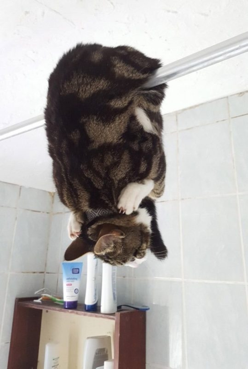 "It's even a shame to remember such a thing!»: shameful moments of naughty cats