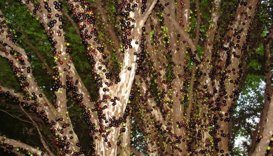 Jabotikaba is an amazing grape tree Jabotikaba is an amazing grape tree