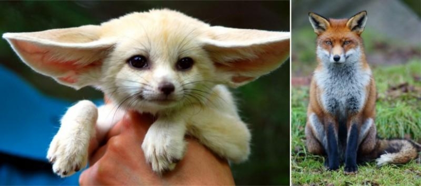 Juegos asombrosos de la naturaleza: grandes y pequeños