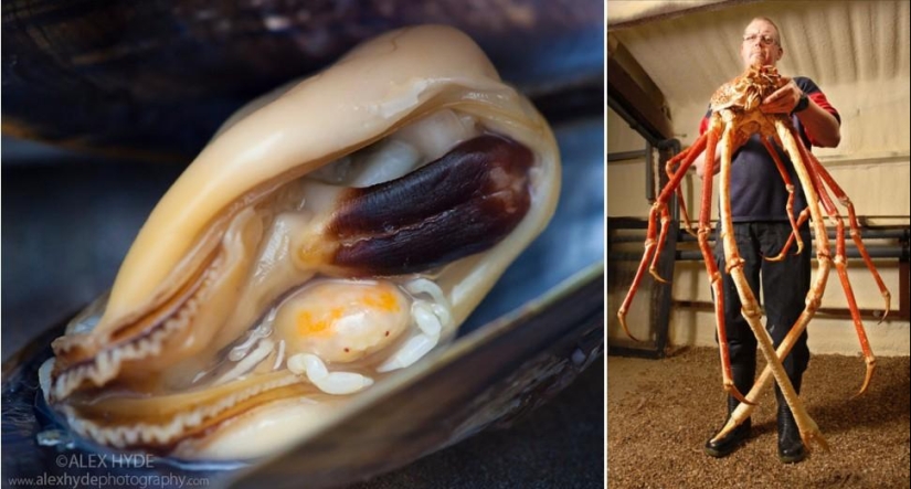 Juegos asombrosos de la naturaleza: grandes y pequeños