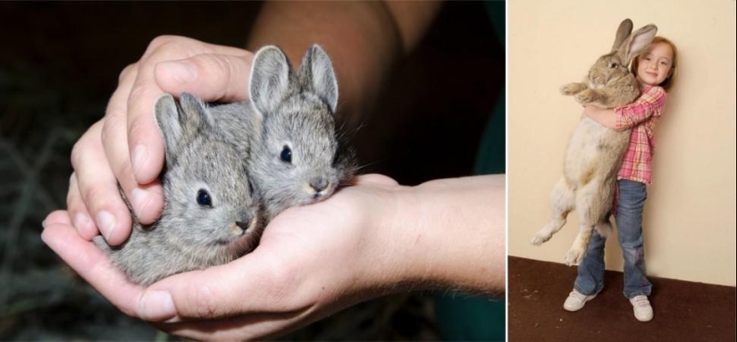 Juegos asombrosos de la naturaleza: grandes y pequeños