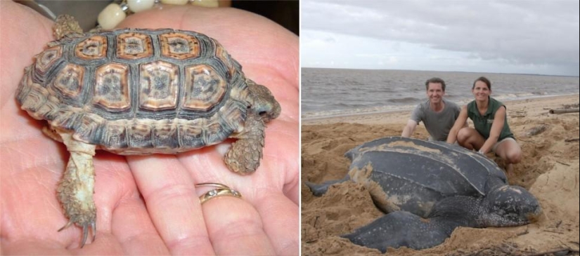 Juegos asombrosos de la naturaleza: grandes y pequeños