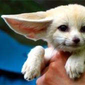 Juegos asombrosos de la naturaleza: grandes y pequeños