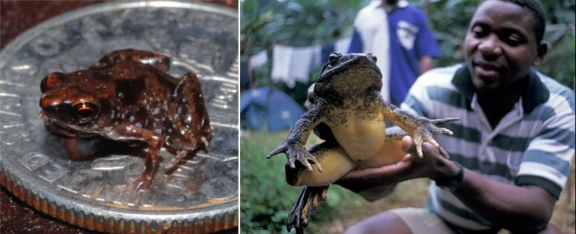 Juegos asombrosos de la naturaleza: grandes y pequeños