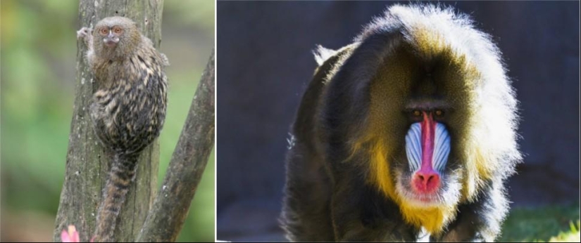 Juegos asombrosos de la naturaleza: grandes y pequeños