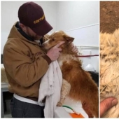 Keep the faith: 20+ touching cases when returned missing dog