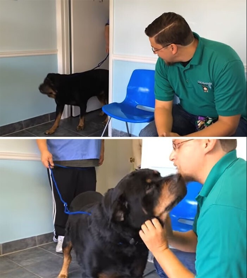 Keep the faith: 20+ touching cases when returned missing dog