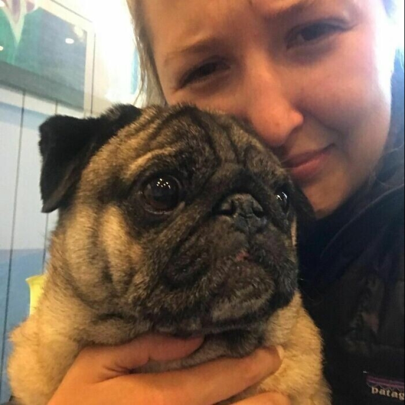 Keep the faith: 20+ touching cases when returned missing dog