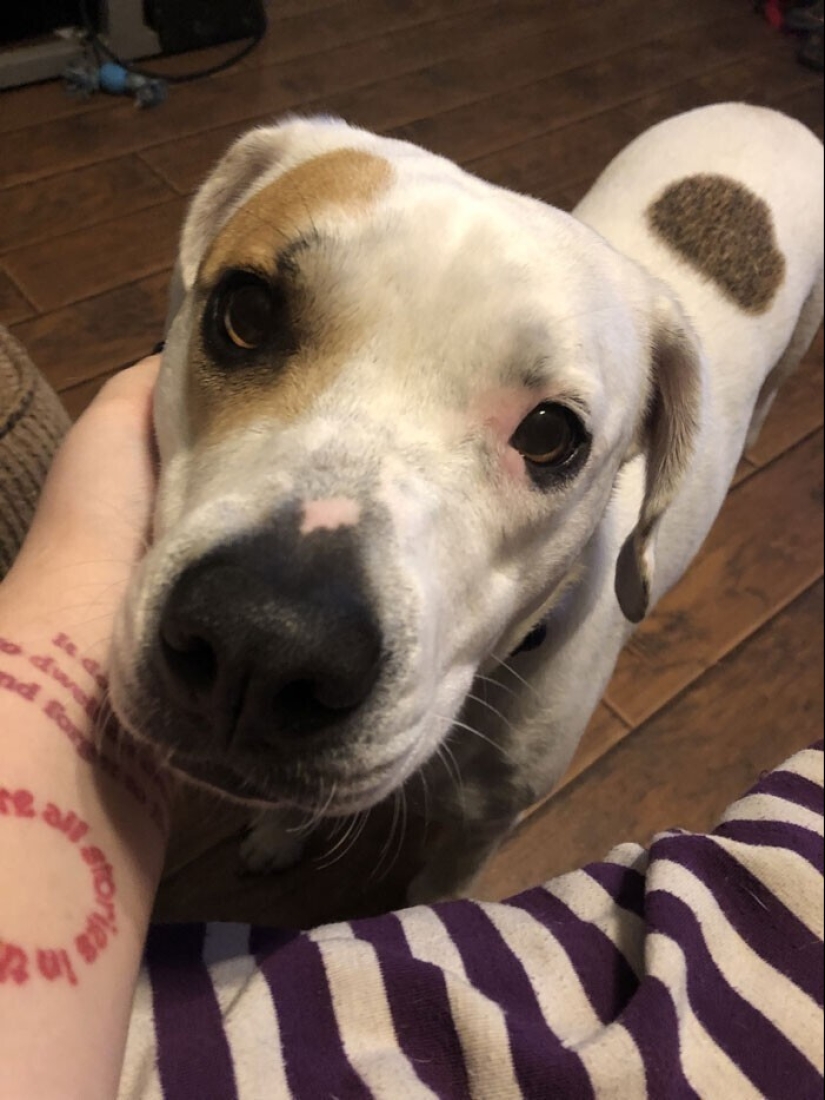 Keep the faith: 20+ touching cases when returned missing dog