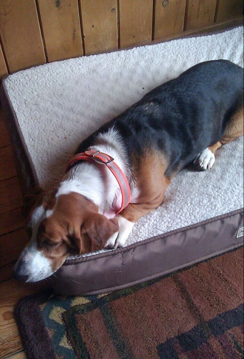 Keep the faith: 20+ touching cases when returned missing dog