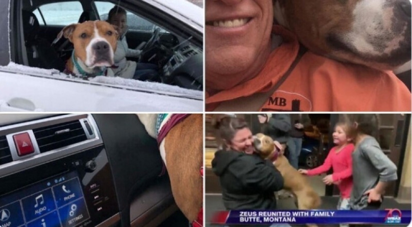 Keep the faith: 20+ touching cases when returned missing dog