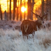 Keepers of the wood post