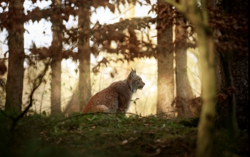 Keepers of the wood post