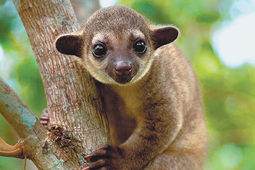 Kinkajou es un oso de miel que tiene una pequeña apariencia de mono.