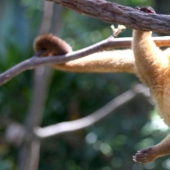 Kinkajou es un oso de miel que tiene una pequeña apariencia de mono.