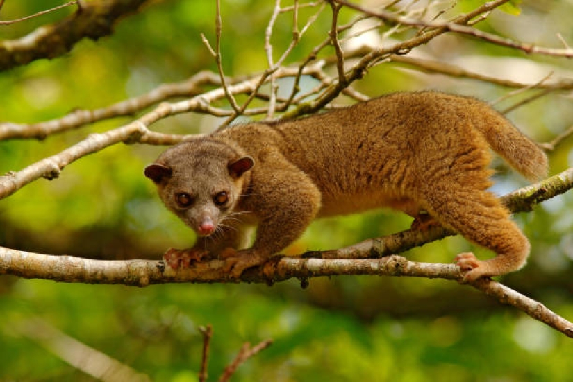 Kinkajou es un oso de miel que tiene una pequeña apariencia de mono.
