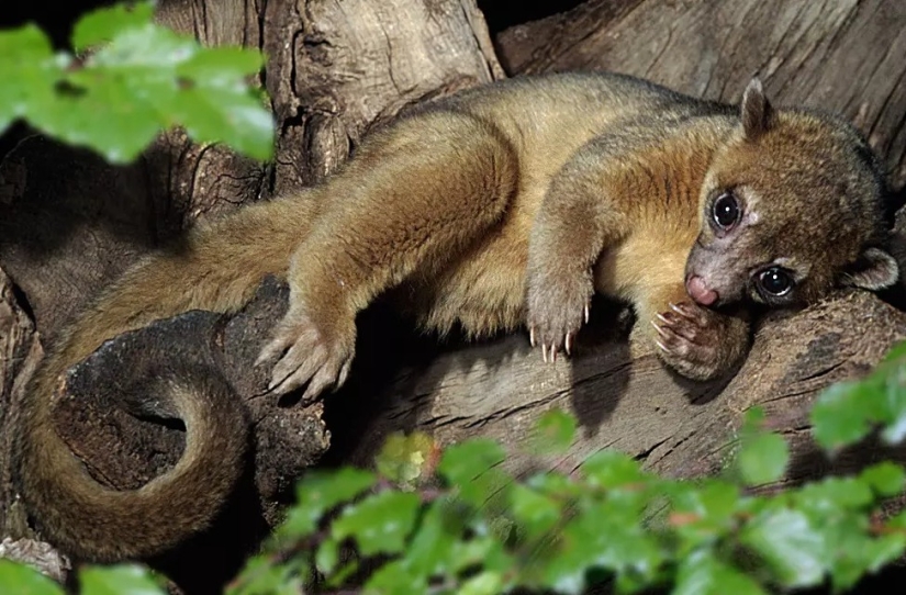 Kinkajou es un oso de miel que tiene una pequeña apariencia de mono.