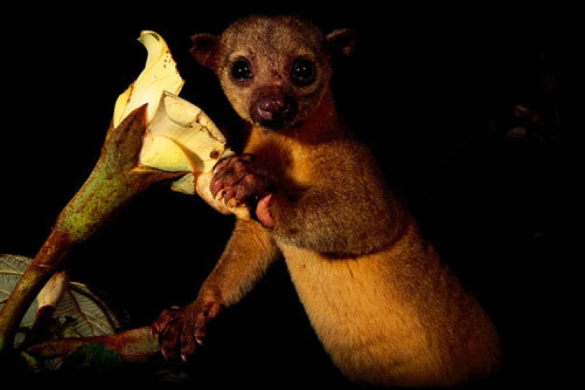 Kinkajou es un oso de miel que tiene una pequeña apariencia de mono.