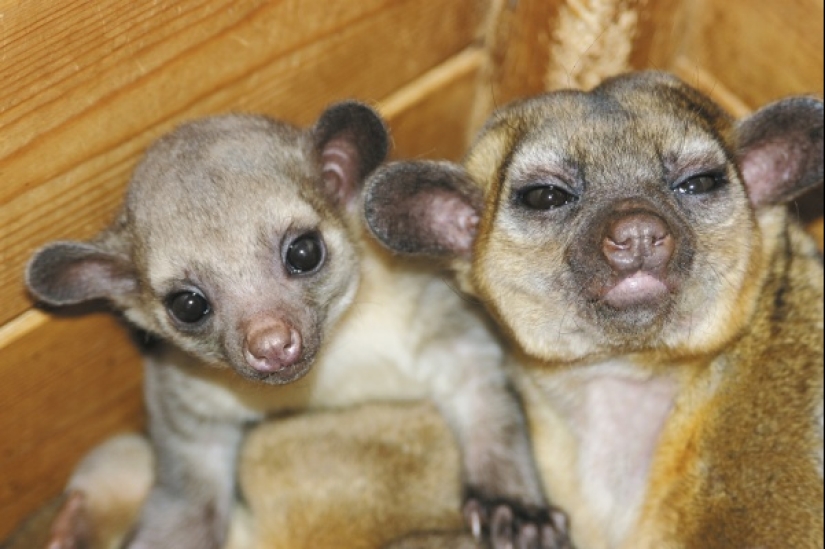 Kinkajou es un oso de miel que tiene una pequeña apariencia de mono.