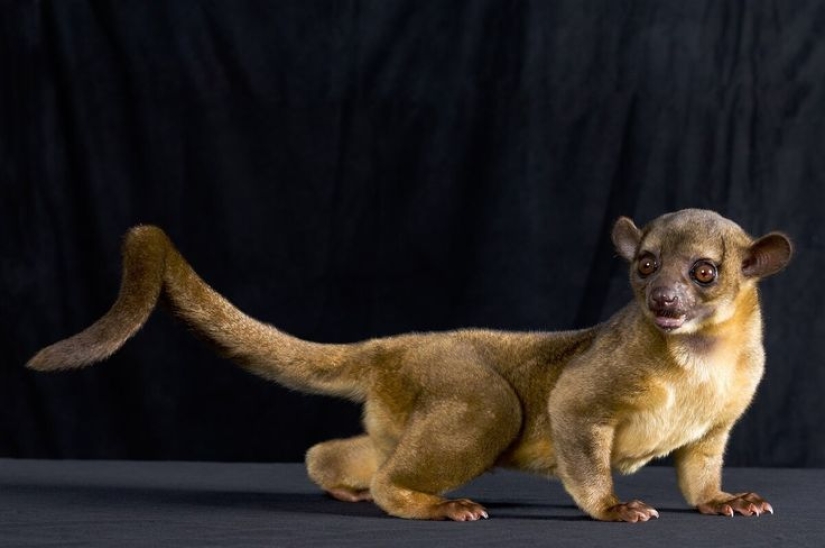 Kinkajou es un oso de miel que tiene una pequeña apariencia de mono.