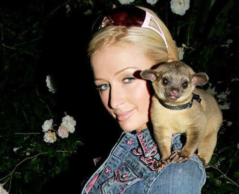 Kinkajou es un oso de miel que tiene una pequeña apariencia de mono.