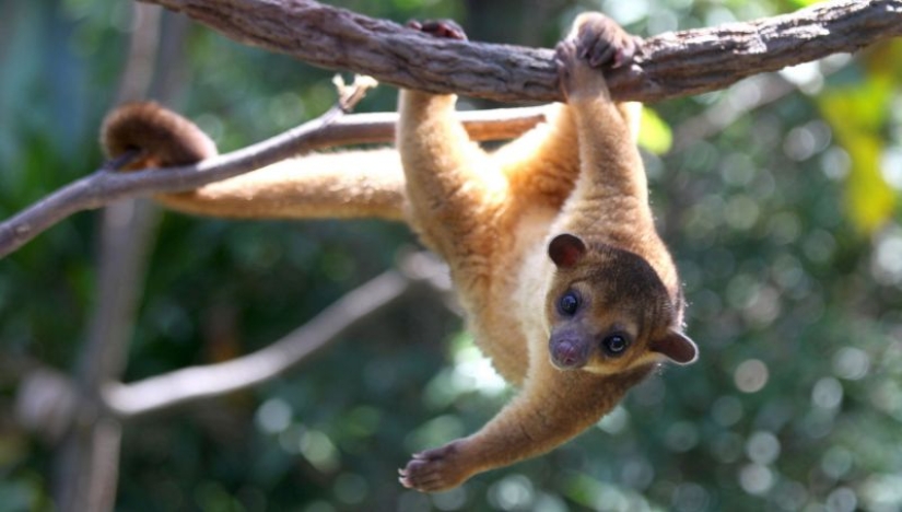 Kinkajou is a honey bear that is a little bit of a monkey.
