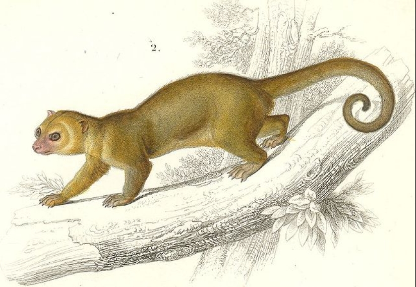 Kinkajou is a honey bear that is a little bit of a monkey.