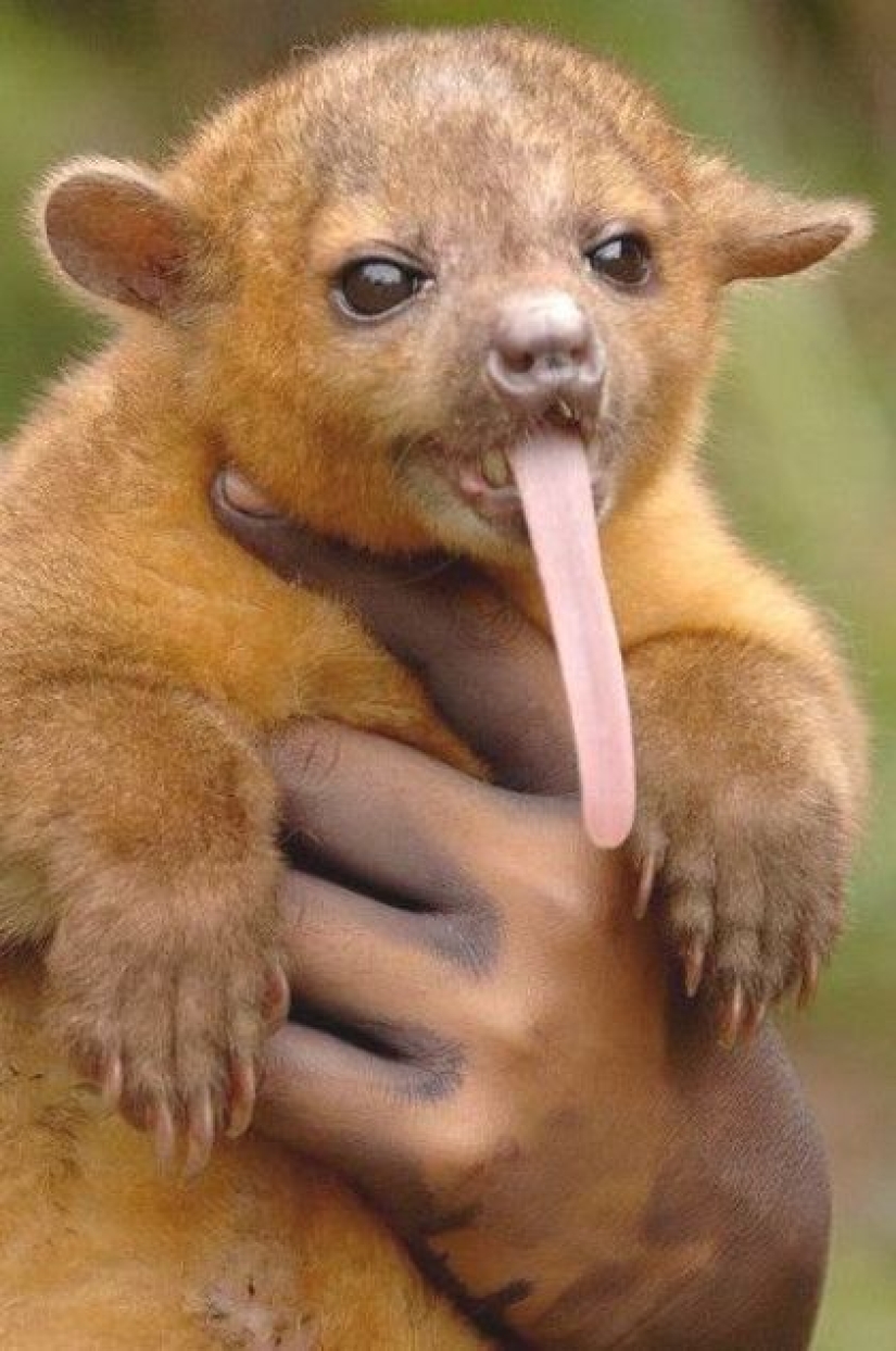 Kinkajou is a honey bear that is a little bit of a monkey.
