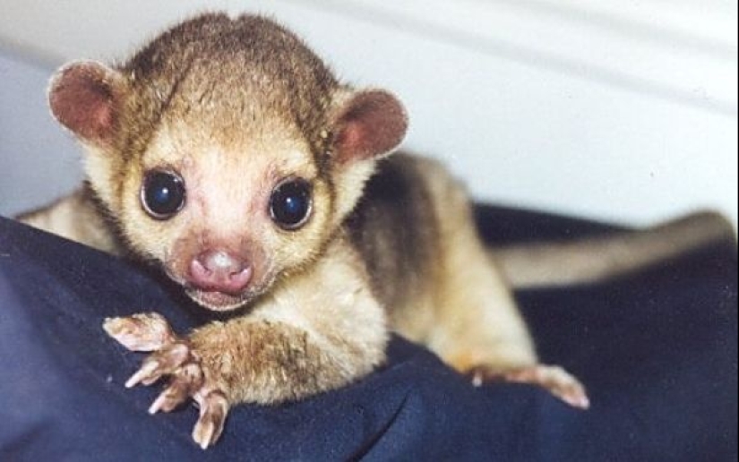 Kinkajou is a honey bear that is a little bit of a monkey.