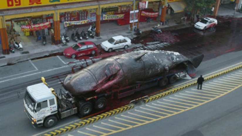 "Kitostrofa" en Taiwán: un gigante marino explotó en la calle