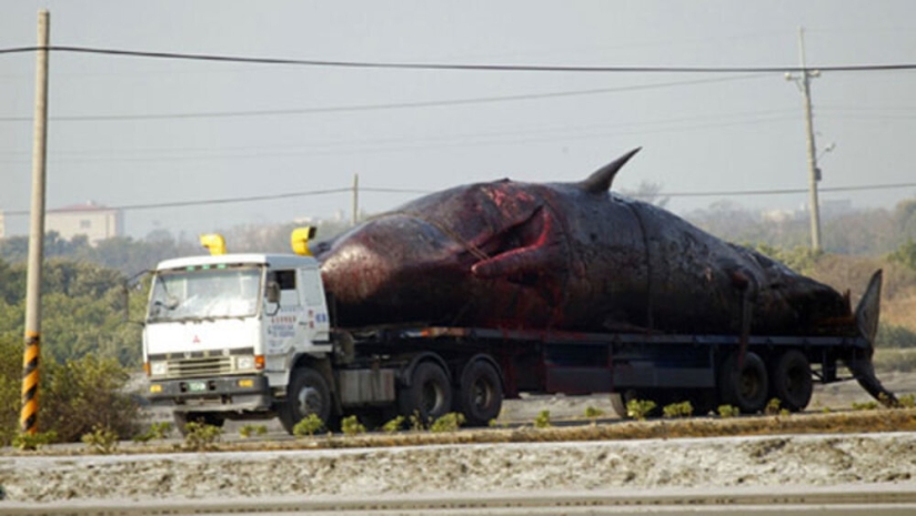 "Kitostrofa" en Taiwán: un gigante marino explotó en la calle