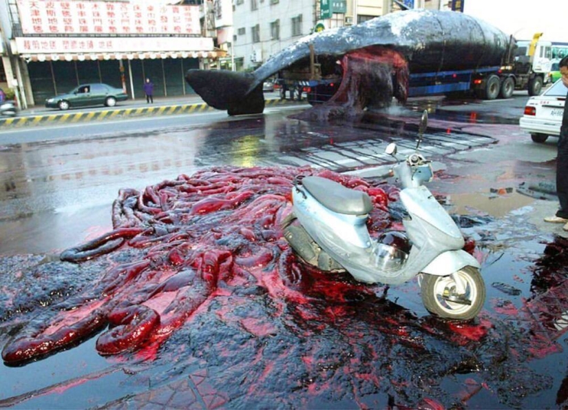 "Kitostrofa" en Taiwán: un gigante marino explotó en la calle