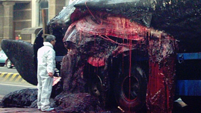 "Kitostrofa" en Taiwán: un gigante marino explotó en la calle