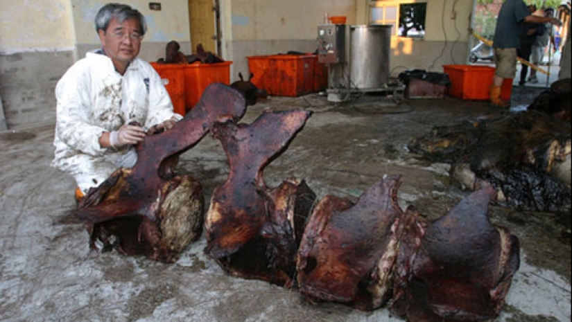 "Kitostrofa" en Taiwán: un gigante marino explotó en la calle