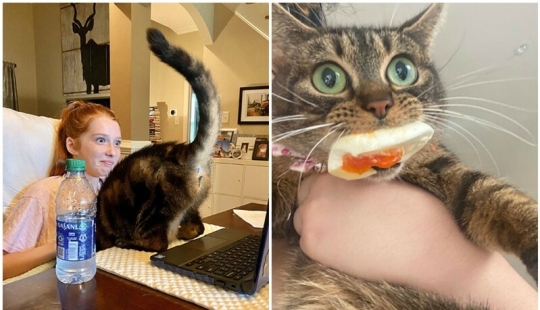 La arrogancia misma: los gatos que no se preocupan por las normas de buen comportamiento La arrogancia misma: los gatos que no se preocupan por las normas de buen comportamiento