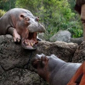 La cocaína hipopótamos de Colombia, Ambientales o de sabotaje Escobar