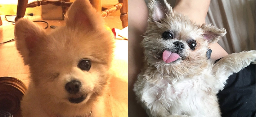 La felicidad de los perros viejos que fueron sacados de la calle La felicidad de los perros viejos que fueron sacados de la calle