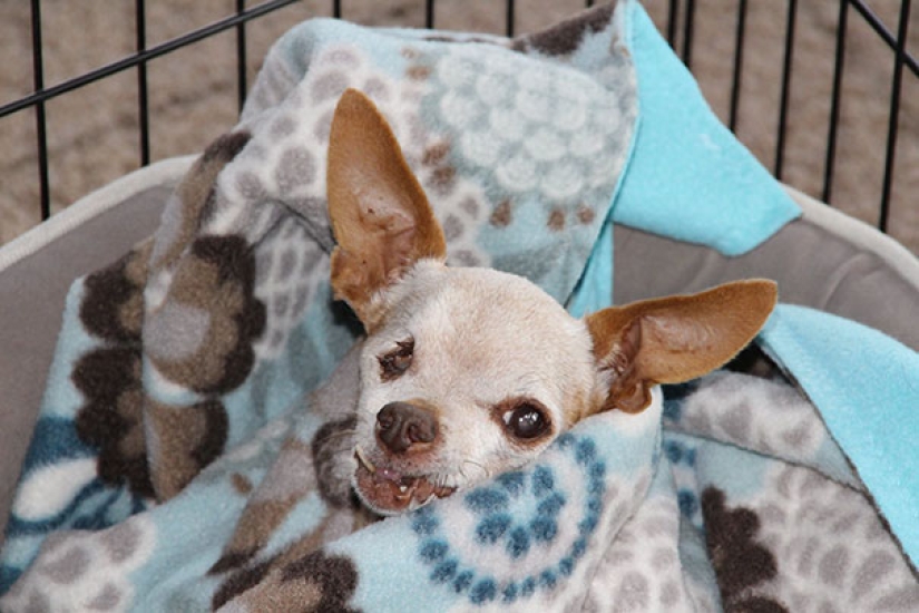 La felicidad de los perros viejos que fueron sacados de la calle La felicidad de los perros viejos que fueron sacados de la calle