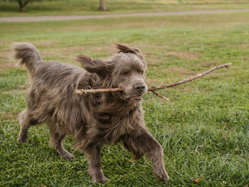 La felicidad de los perros viejos que fueron sacados de la calle La felicidad de los perros viejos que fueron sacados de la calle
