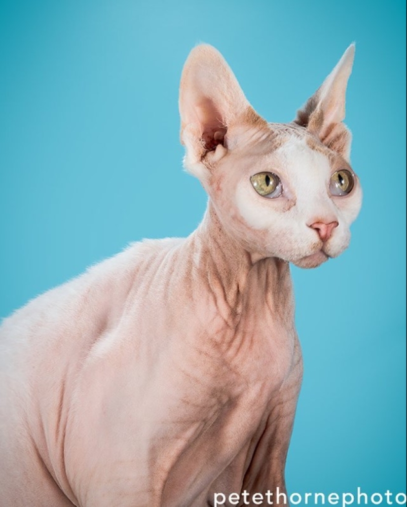 La gordura salvará al mundo: los adorables y enormes gatos de Pete Thorne