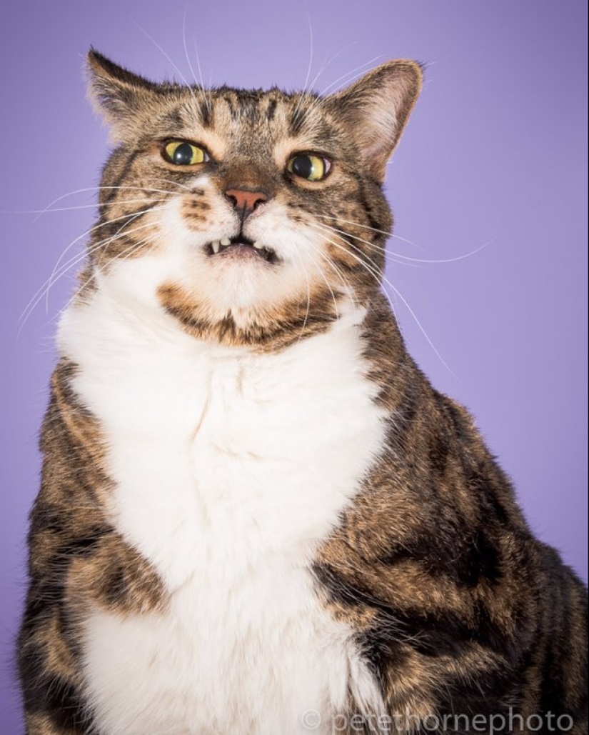 La gordura salvará al mundo: los adorables y enormes gatos de Pete Thorne