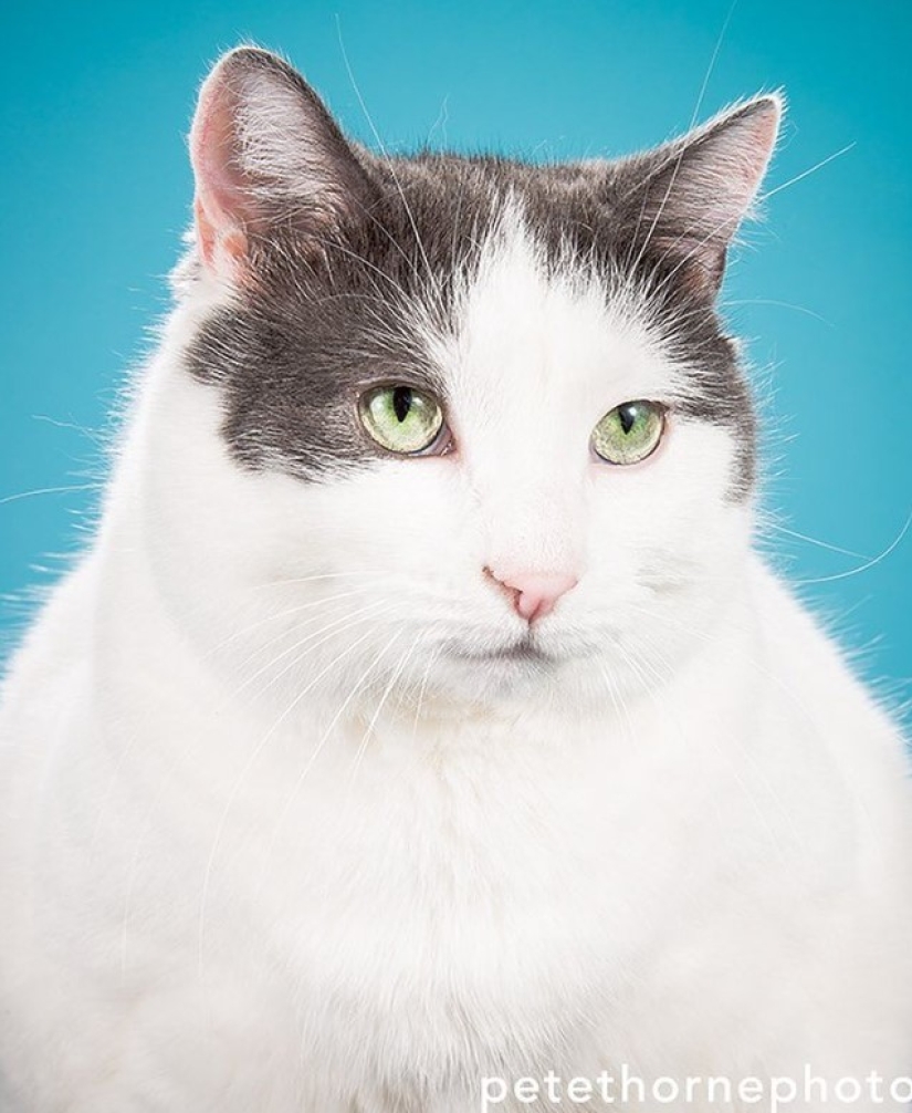 La gordura salvará al mundo: los adorables y enormes gatos de Pete Thorne