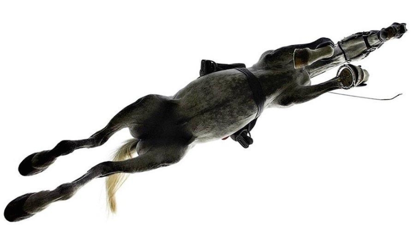 La gracia hermosos caballos en el proyecto Equus