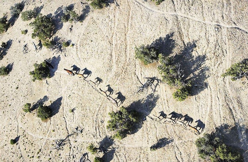 La gracia hermosos caballos en el proyecto Equus
