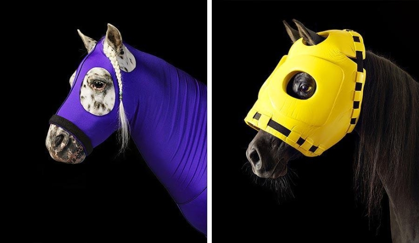 La gracia hermosos caballos en el proyecto Equus