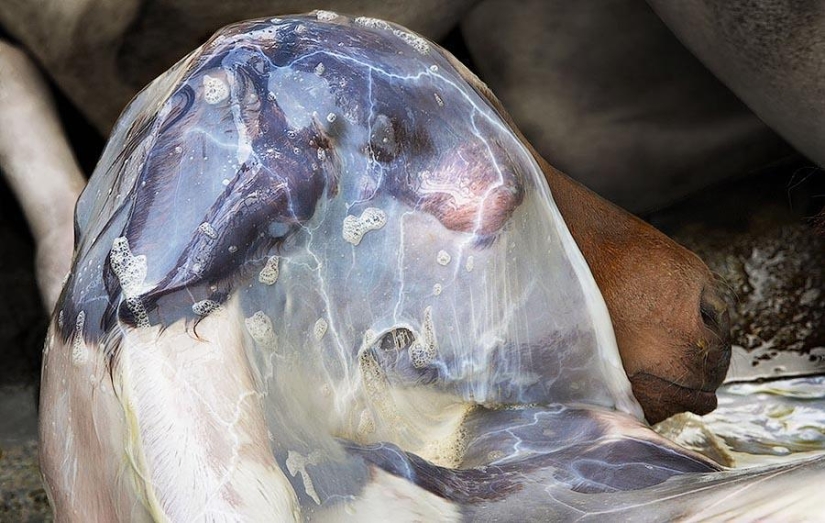 La gracia hermosos caballos en el proyecto Equus